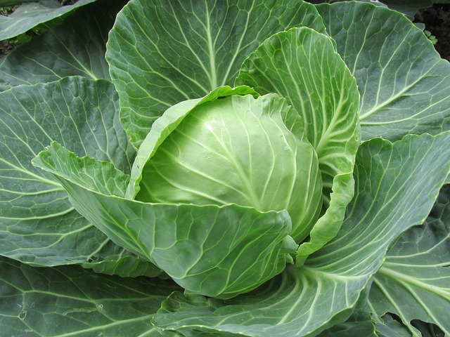 Cabbage for Cancer