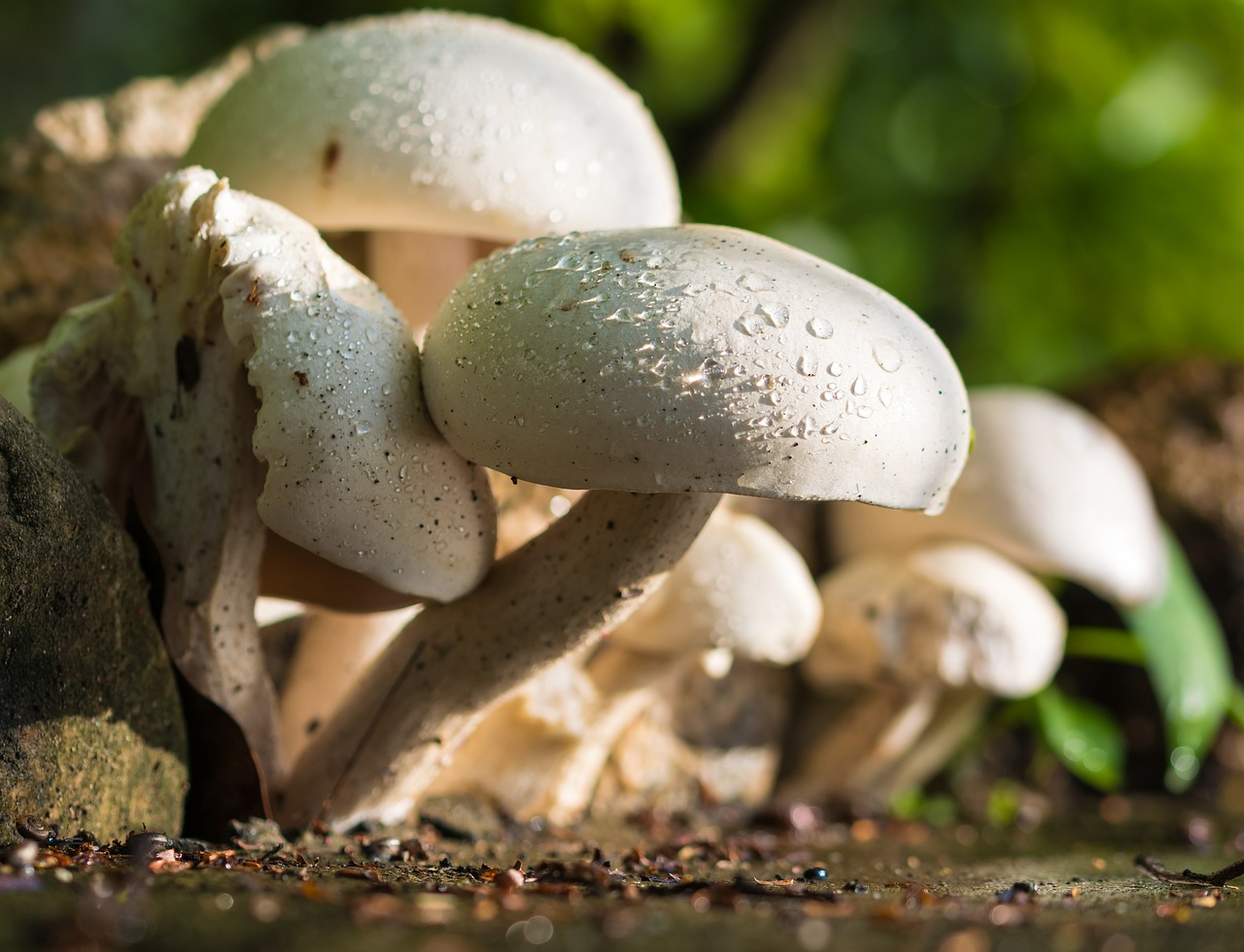 mushrooms for cancer