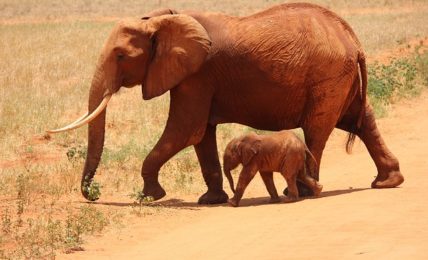 interesting facts about elephants