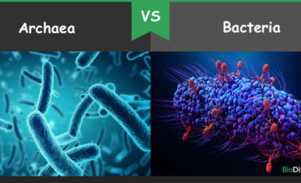 archaea vs bacteria