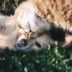Orange Tabby Cat Beside Fawn Short-coated Puppy