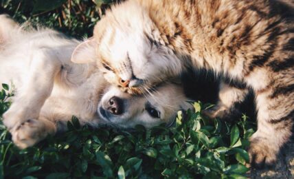 Orange Tabby Cat Beside Fawn Short-coated Puppy