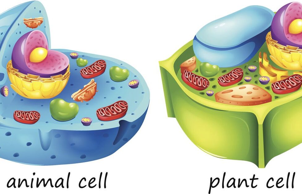 Plant vs Animal Cell - Difference Between Plant Cell and Animal Cell - Did  u Know