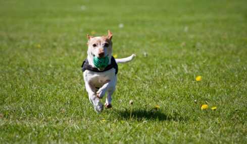 dog